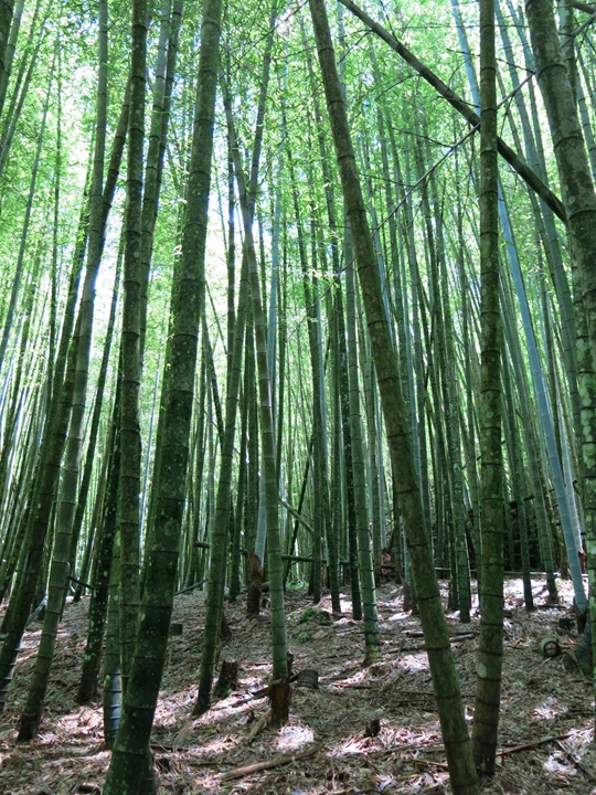 孟宗竹林搖曳,相當舒服