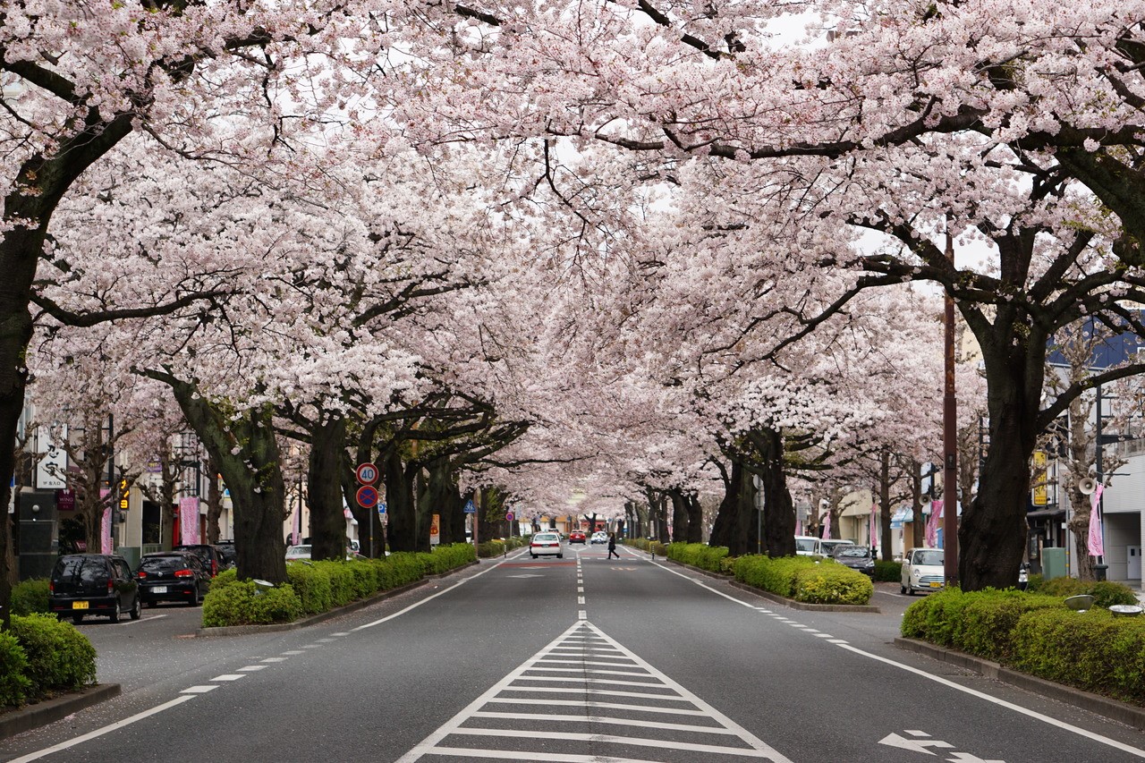 記得十幾年前因為出差來到了距離東京不遠的日立市出差,當天一走出車站,就看到車站前大街二旁種滿了整排櫻花樹,真是驚艷不已 圖片來源