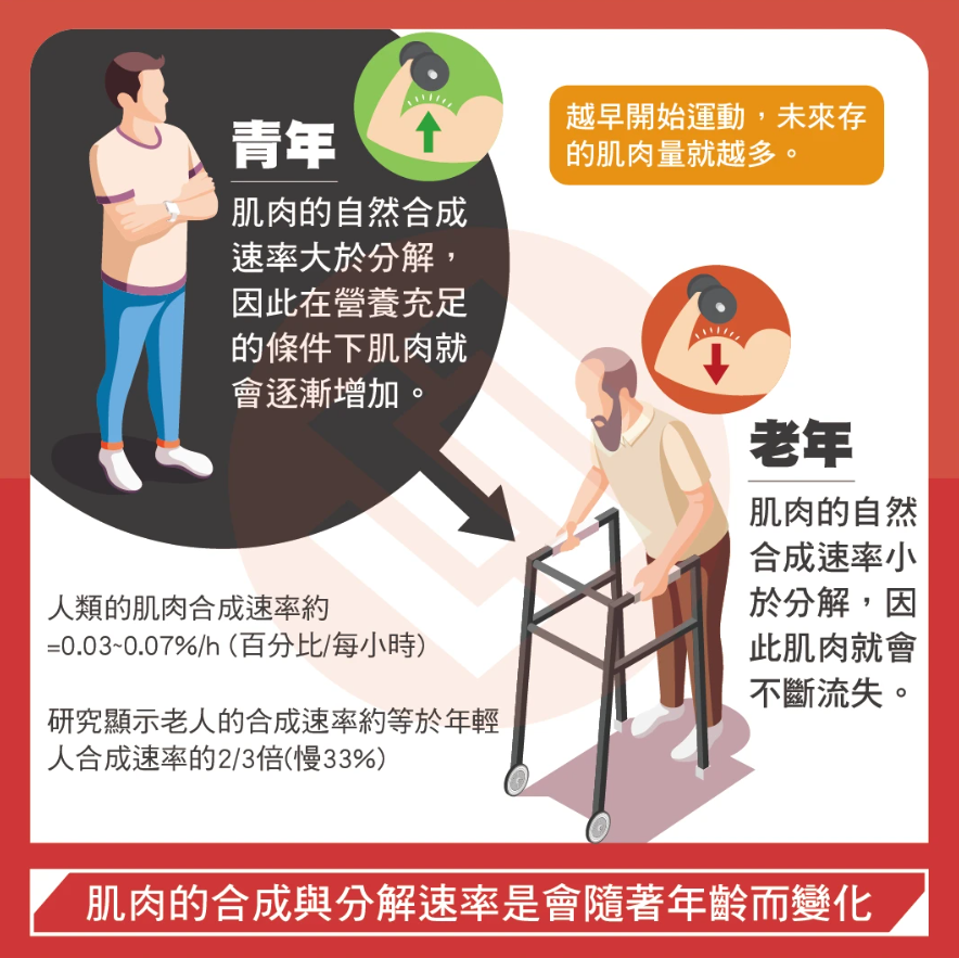 註1:人類平均的肌肉合成速率約=0.03~0.07%/h(百分比/每小時) 會因為肌肉部位/運動/飲食/人種/性別/年齡而有所不同 而研究顯示老人的合成速率約等於年輕人合成速率的 2/3倍 (慢33%)