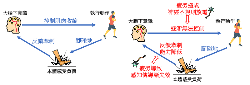 圖片來源:疲勞影響前與後之控制機制 (作者自製)
